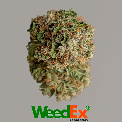 Сritical Kush