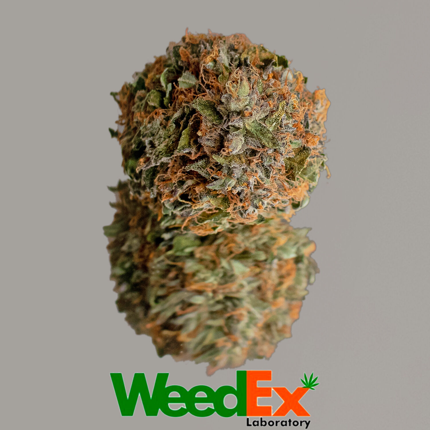 Lemon Haze