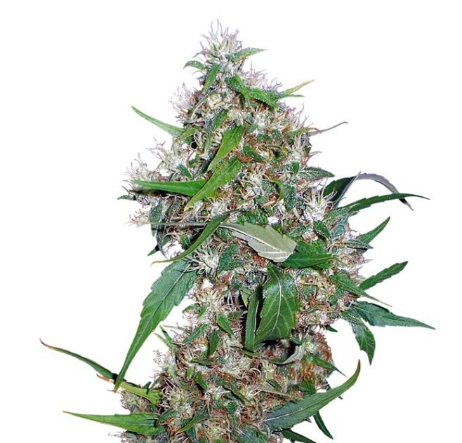 Critical Kush Auto