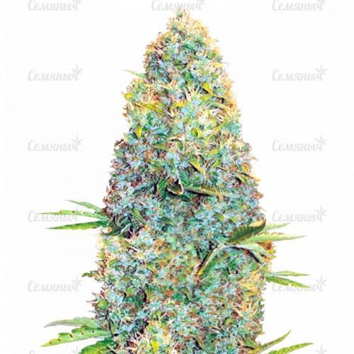 ✅Семена Amnesia Haze