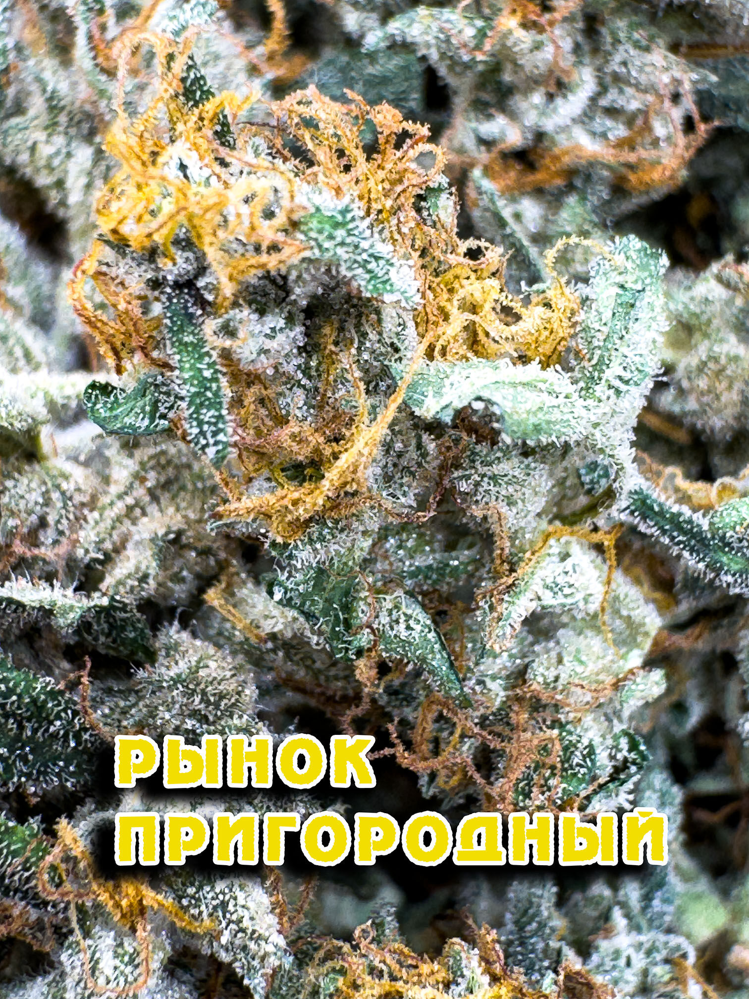 Critical 420 HYDRO
